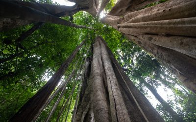The Business Case for Sustainability (Made Simple)